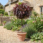 Patio Peach Tree | Prunus persica 'Crimson Bonfire' Trained Fruit Trees