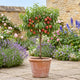 Patio Nectarine Tree | Prunus persica 'Nectarella' Trained Fruit Trees