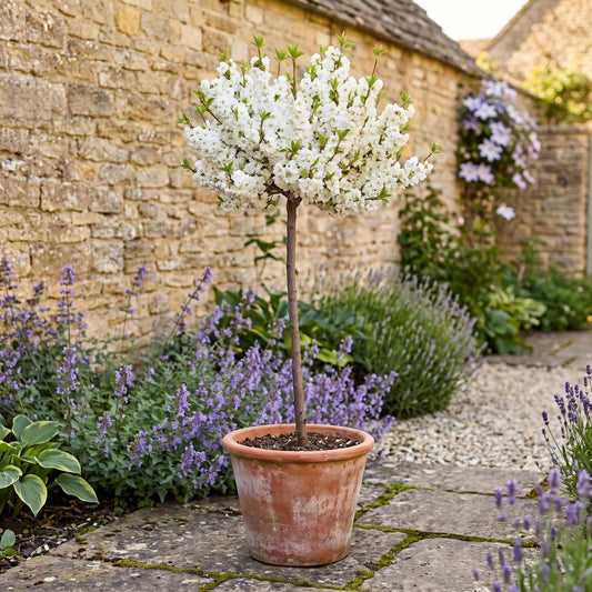 Patio Peach Tree | Prunus persica 'White Peachy' Trained Fruit Trees