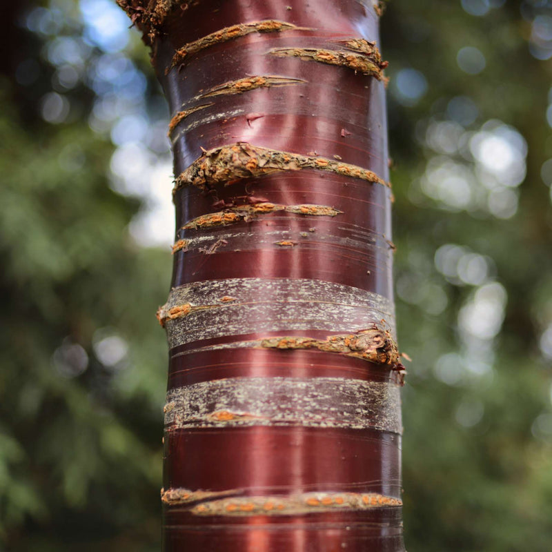 Single Stem Tibetan Cherry Tree | Prunus serrula Ornamental Trees