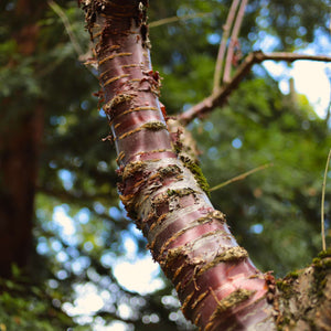 Multi Stem Tibetan Cherry Tree | Prunus serrula Ornamental Trees