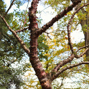 Single Stem Tibetan Cherry Tree | Prunus serrula Ornamental Trees