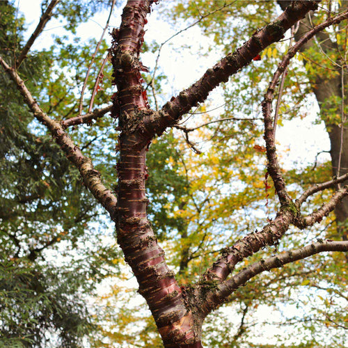 Single Stem Tibetan Cherry Tree | Prunus serrula Ornamental Trees