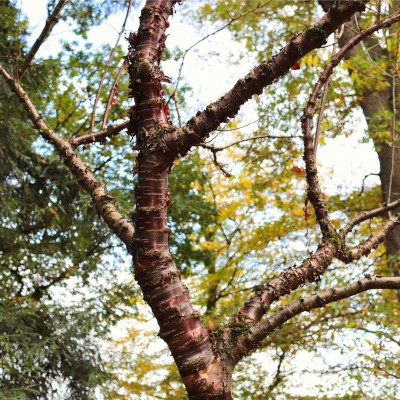 Single Stem Tibetan Cherry Tree | Prunus serrula Ornamental Trees