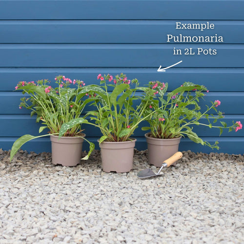 Pulmonaria 'Shrimps on the Barbie' Perennial Bedding