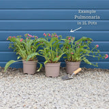 Pulmonaria 'Shrimps on the Barbie' Perennial Bedding