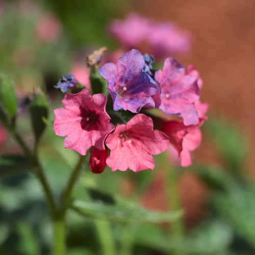 Pulmonaria 'Shrimps on the Barbie' Perennial Bedding