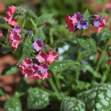 Pulmonaria 'Shrimps on the Barbie' Perennial Bedding