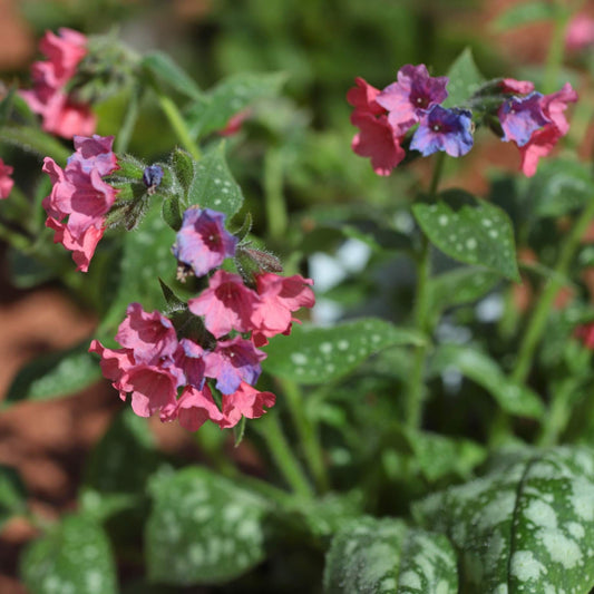 Pulmonaria 'Shrimps on the Barbie' Perennial Bedding