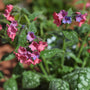Pulmonaria 'Shrimps on the Barbie' Perennial Bedding