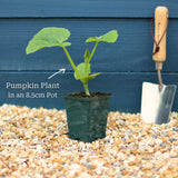'Jack O'Lantern' Pumpkin Plant Vegetables