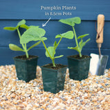 'Jack O'Lantern' Pumpkin Plant Vegetables