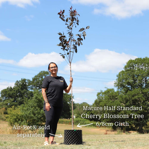 Purple Leaf Cherry Blossom Tree | Prunus serrulata 'Royal Burgundy' Ornamental Trees