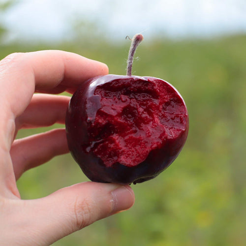 'Purple Haze' Columnar Patio Apple Tree Trained Fruit Trees