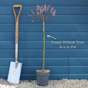 Pink Pussy Willow Tree | Salix gracilistyla 'Mount Aso' Ornamental Trees