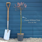 Pink Pussy Willow Tree | Salix gracilistyla 'Mount Aso' Ornamental Trees