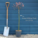 Pink Pussy Willow Tree | Salix gracilistyla 'Mount Aso' Ornamental Trees