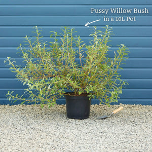 Pink Pussy Willow Tree | Salix gracilistyla 'Mount Aso' Ornamental Trees