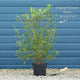 Pink Pussy Willow Tree | Salix gracilistyla 'Mount Aso' Ornamental Trees