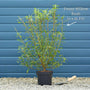 Pink Pussy Willow Tree | Salix gracilistyla 'Mount Aso' Ornamental Trees