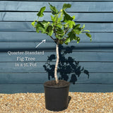 UK Hardy Fig Tree | 'Brown Turkey' Soft Fruit