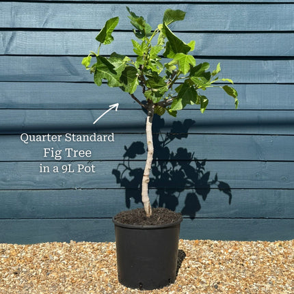 UK Hardy Fig Tree | 'Brown Turkey' Soft Fruit