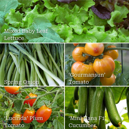 Quick Growing Salad Plant Collection Vegetables