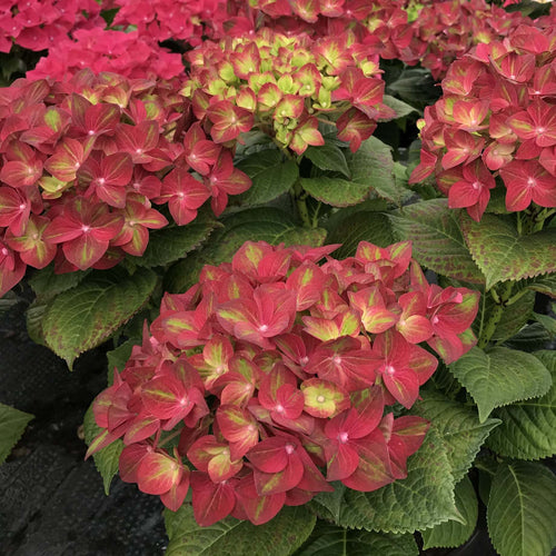 Hydrangea macrophylla 'Rembrandt Rosso Glory' Shrubs