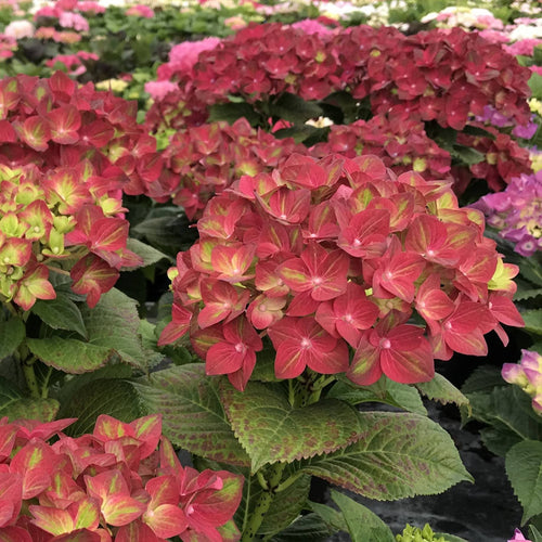 Hydrangea macrophylla 'Rembrandt Rosso Glory' Shrubs