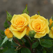 'Flower Power Gold' Patio Shrub Rose Shrubs