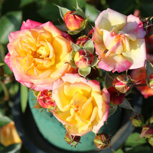 'Little Sunset' Patio Shrub Rose Shrubs