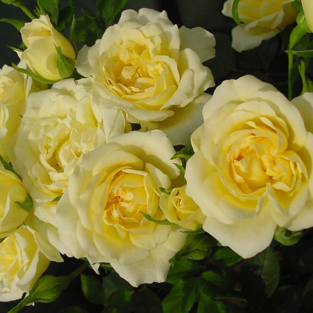 'Our Dream' Patio Shrub Rose Shrubs