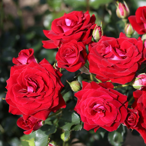 'Scarlet Patio' Patio Shrub Rose Shrubs