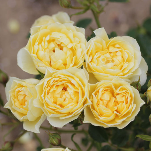 'Sweet Memories™' Patio Shrub Rose Shrubs