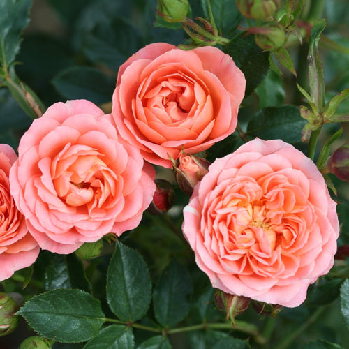 'Sweet Wonder' Patio Shrub Rose Shrubs
