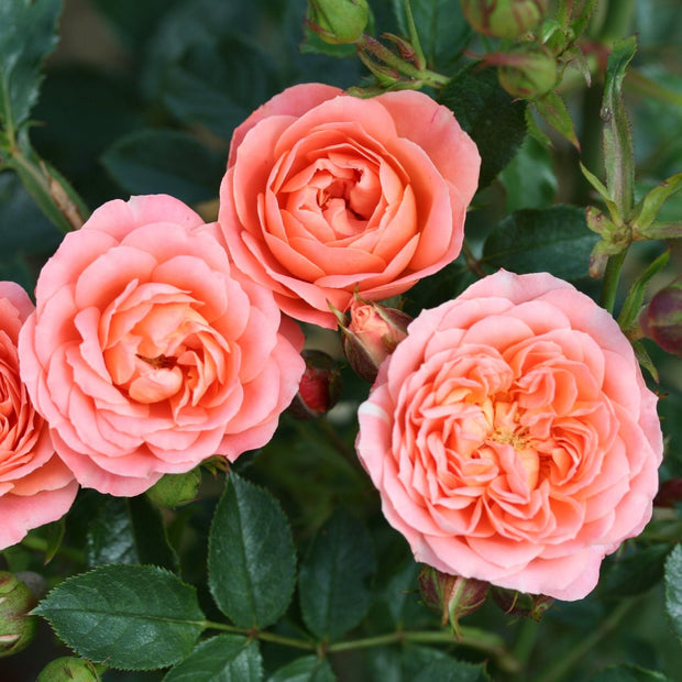 'Sweet Wonder' Patio Shrub Rose Shrubs