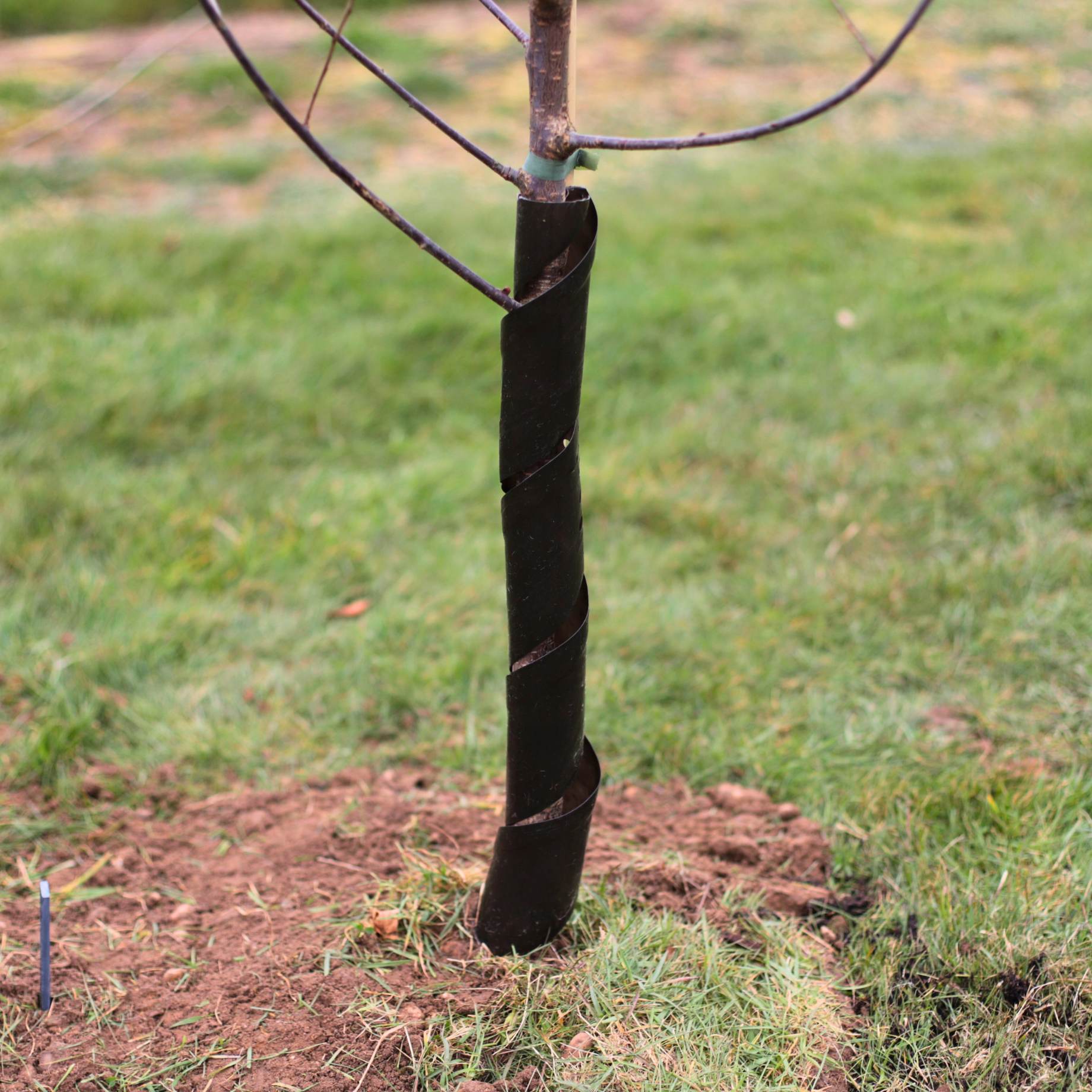 Biodegradable Rabbit Guard – Roots Plants