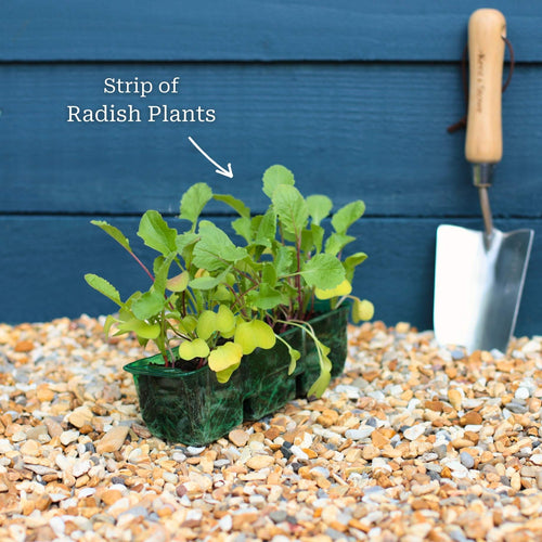 Mixed Radish Plants Vegetables