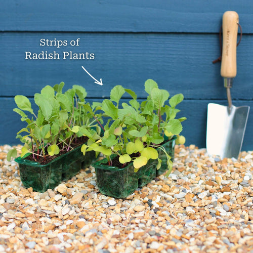 Mixed Radish Plants Vegetables