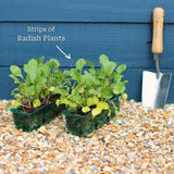 Mixed Radish Plants Vegetables