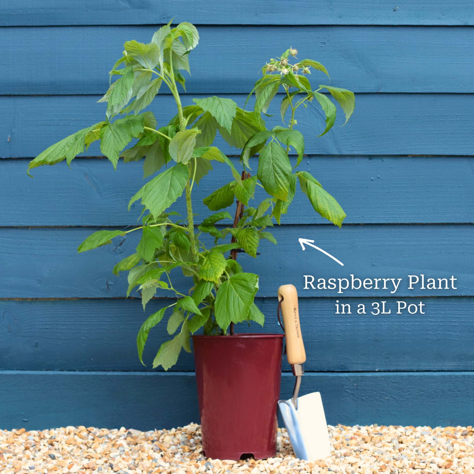 Morrisons Raspberry Plant 'All Gold' Raspberry Plants – Roots Plants