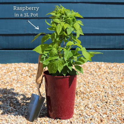 'Tulameen' Raspberry Plants Soft Fruit