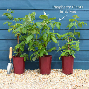 'Tulameen' Raspberry Plants Soft Fruit