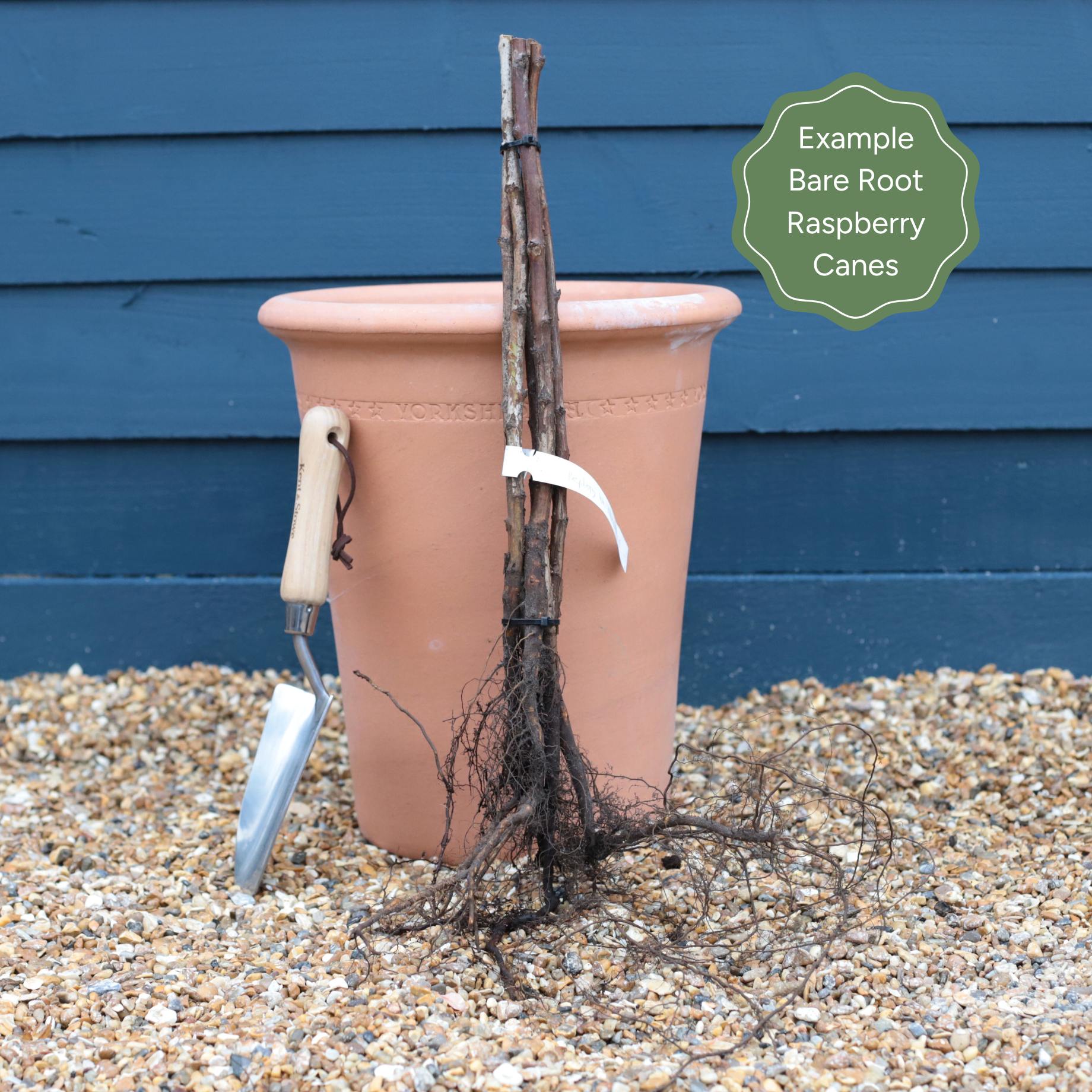 'Cascade Delight' Raspberry Plant – Roots Plants