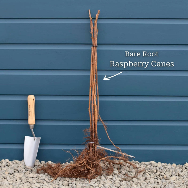 'Tulameen' Raspberry Plants Soft Fruit