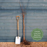 'Octavia' Long Cane Raspberry Plant Soft Fruit