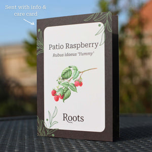 Patio Raspberry Plant Gift Gift Option