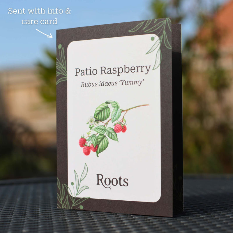 Patio Raspberry Plant Gift Gift Option