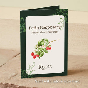 The Patio Raspberry Plant Gift Gift Option
