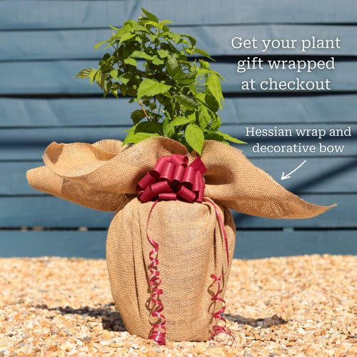 'Yummy' Patio Raspberry Plant Soft Fruit